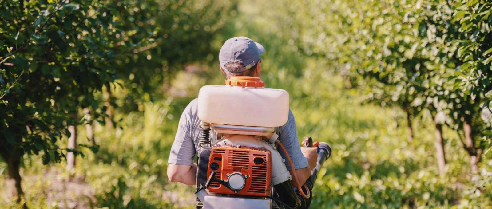 Dezynsekcja mrówek Dolnośląskie